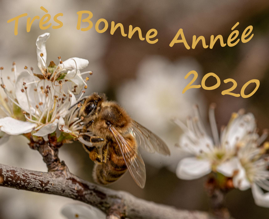 MS abeilles